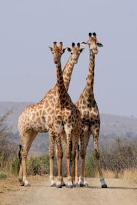 Three giraffes standing on a dirt road in a South African national park.