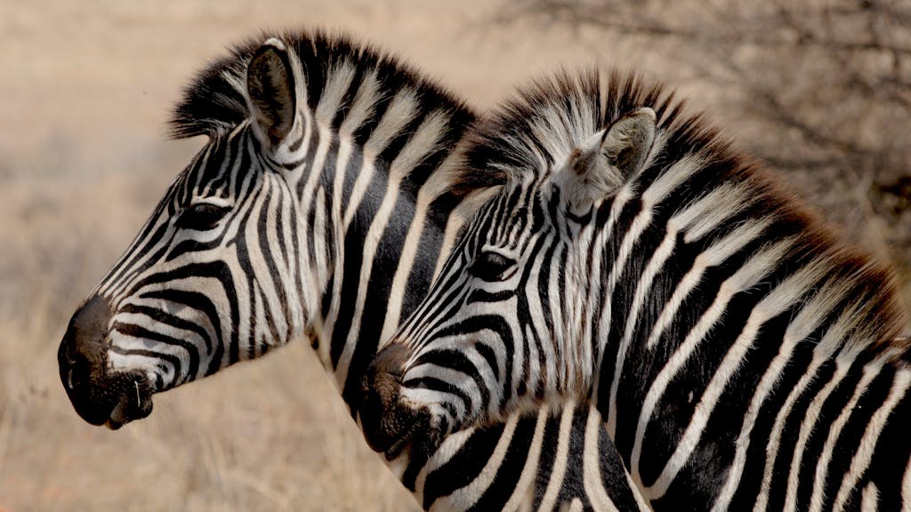 Two zebras captured side by side in their natural African habitat.