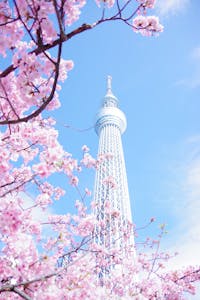 A scenic view of cherry blossoms framing the Tokyo Skytree against a bright blue sky in spring.