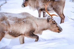 Close-up of reindeer in snowy landscape in Finland's winter wilderness.